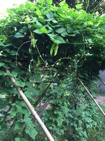 phat them khu vuon du loai cay trai sai triu qua cua dien vien le phuong - 2