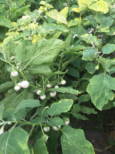 phat them khu vuon du loai cay trai sai triu qua cua dien vien le phuong - 3