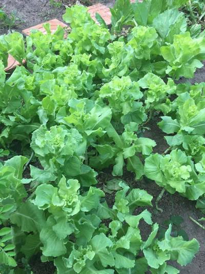 phat them khu vuon du loai cay trai sai triu qua cua dien vien le phuong - 4