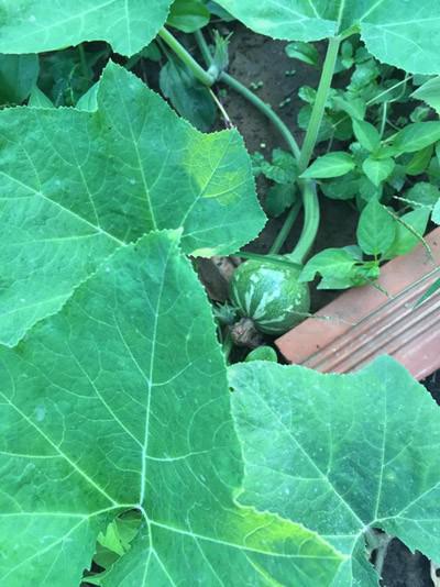 phat them khu vuon du loai cay trai sai triu qua cua dien vien le phuong - 5