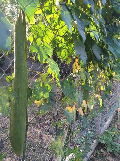 phat them khu vuon du loai cay trai sai triu qua cua dien vien le phuong - 6