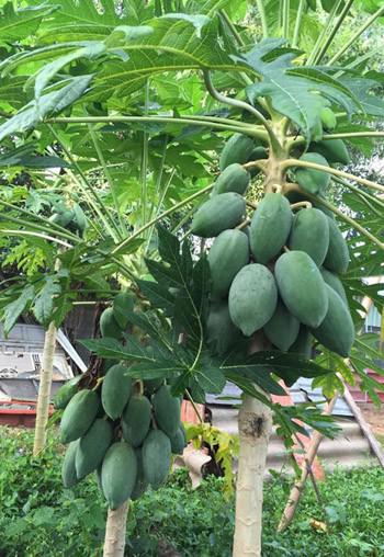 phat them khu vuon du loai cay trai sai triu qua cua dien vien le phuong - 9