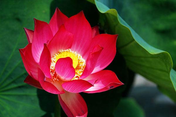 Hoa sen Quốc Hoa Việt Nam - Hoa sen là quốc hoa của Việt Nam, được coi là biểu tượng của sự thanh cao và lòng nhân ái. Hãy cùng xem những hình ảnh đẹp về hoa sen để tìm hiểu về giá trị tinh hoa của quốc hoa này.
