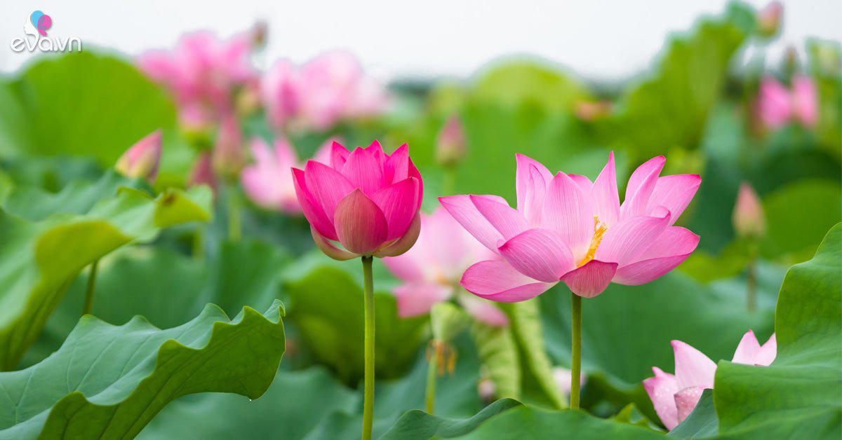 Hoa sen và quốc hoa Việt Nam được kết hợp tinh tế trong hình ảnh này, tôn vinh vẻ đẹp và ý nghĩa của hai biểu tượng truyền thống của dân tộc Việt Nam.