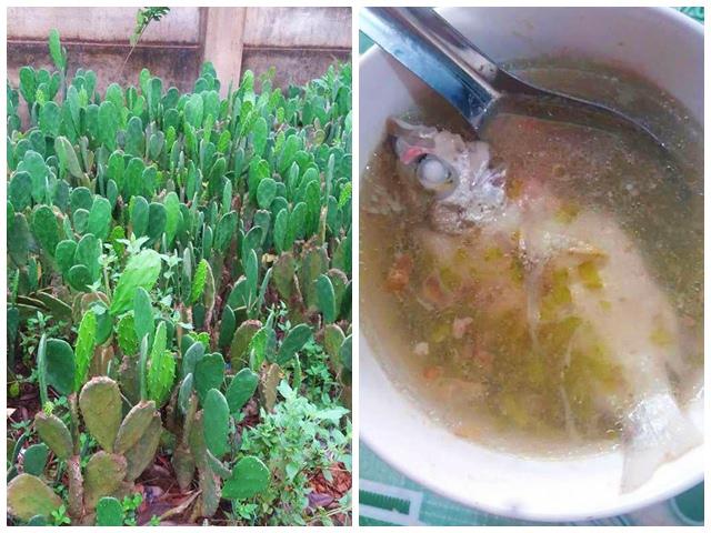 Cô gái làm dâu Bình Định, đến bữa sốc vì mẹ chồng nấu canh cá với xương rồng cho ăn