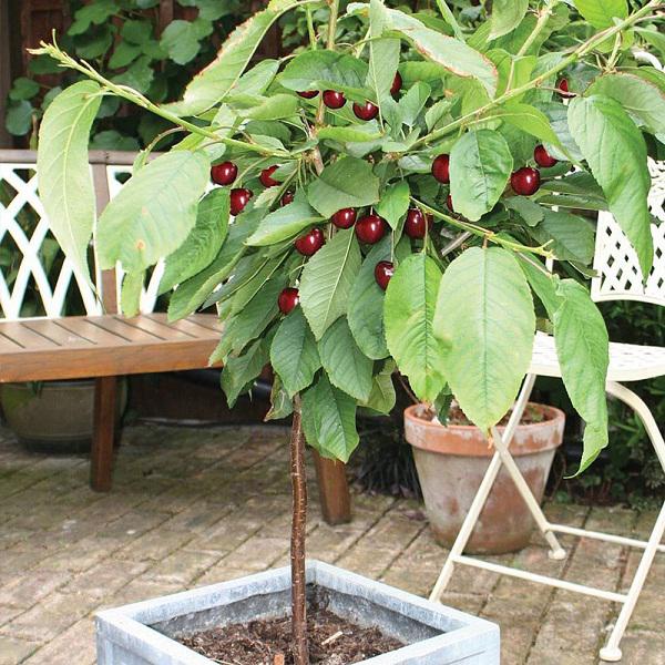 3 bước trồng cây cherry đơn giản không ngờ, thu hoạch vài trăm quả mỗi ngày ăn đã đời - 4