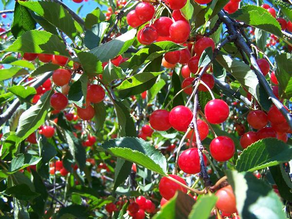 3 bước trồng cây cherry đơn giản không ngờ, thu hoạch vài trăm quả mỗi ngày ăn đã đời - 3
