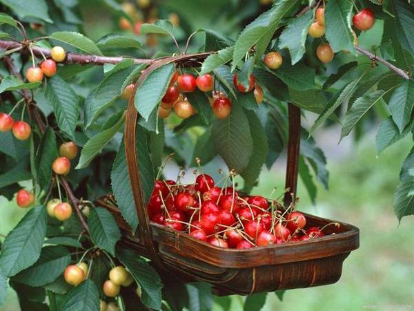 Cây Cherry: Hướng Dẫn Cách Trồng Và Chăm Sóc Để Cherry Sai Quả