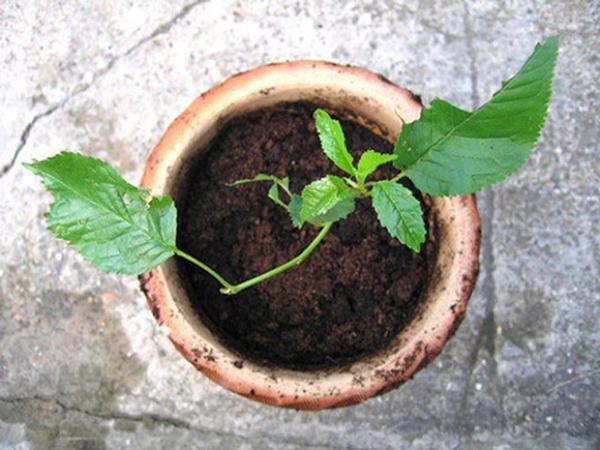 3 bước trồng cây cherry đơn giản không ngờ, thu hoạch vài trăm quả mỗi ngày ăn đã đời - 7