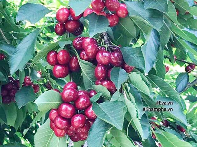 3 bước trồng cây cherry đơn giản không ngờ, thu hoạch vài trăm quả mỗi ngày ăn đã đời