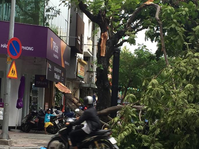 loc xoay nhieu noi o sai gon, cay xanh nga rap, 3 nguoi trong thuong - 13