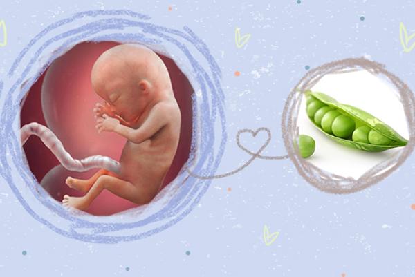 Thai nhi 13 tuần tuổi: Dấu vân tay hình thành - 2