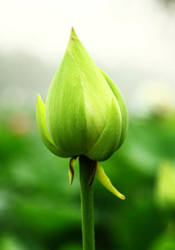 Tổng hợp hơn 100 hình ảnh hoa sen xanh đẹp nhất hay nhất - Tin Học Vui