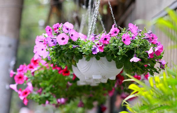 Cách trồng hoa dạ yến thảo đẹp mê mẩn treo trước nhà