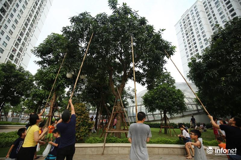 'ho" nhau di choc xoai, cu dan ha noi vui nhu tet - 1