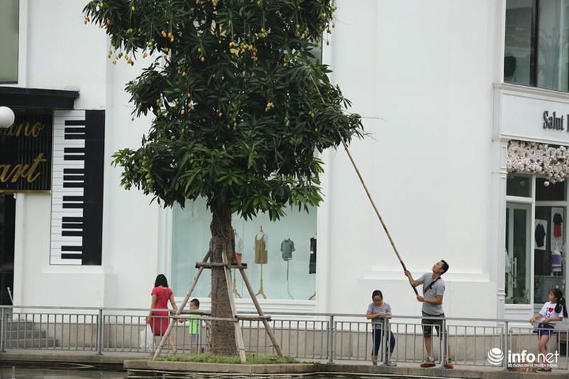 'ho" nhau di choc xoai, cu dan ha noi vui nhu tet - 3