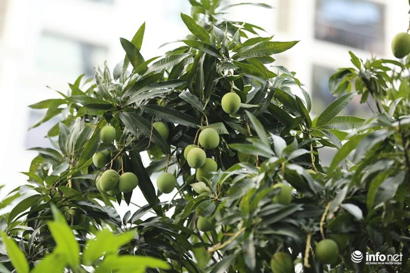 'ho" nhau di choc xoai, cu dan ha noi vui nhu tet - 8