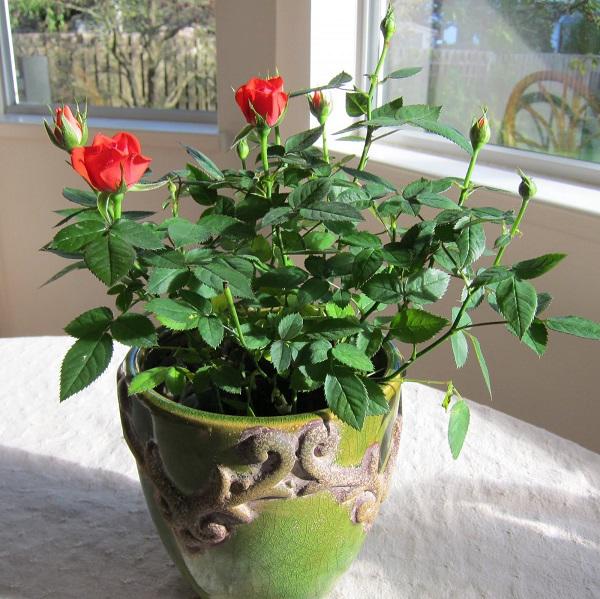 6 giống Hoa Hồng đỏ đẹp rực rỡ lại dễ trồng chị em nào cũng mê