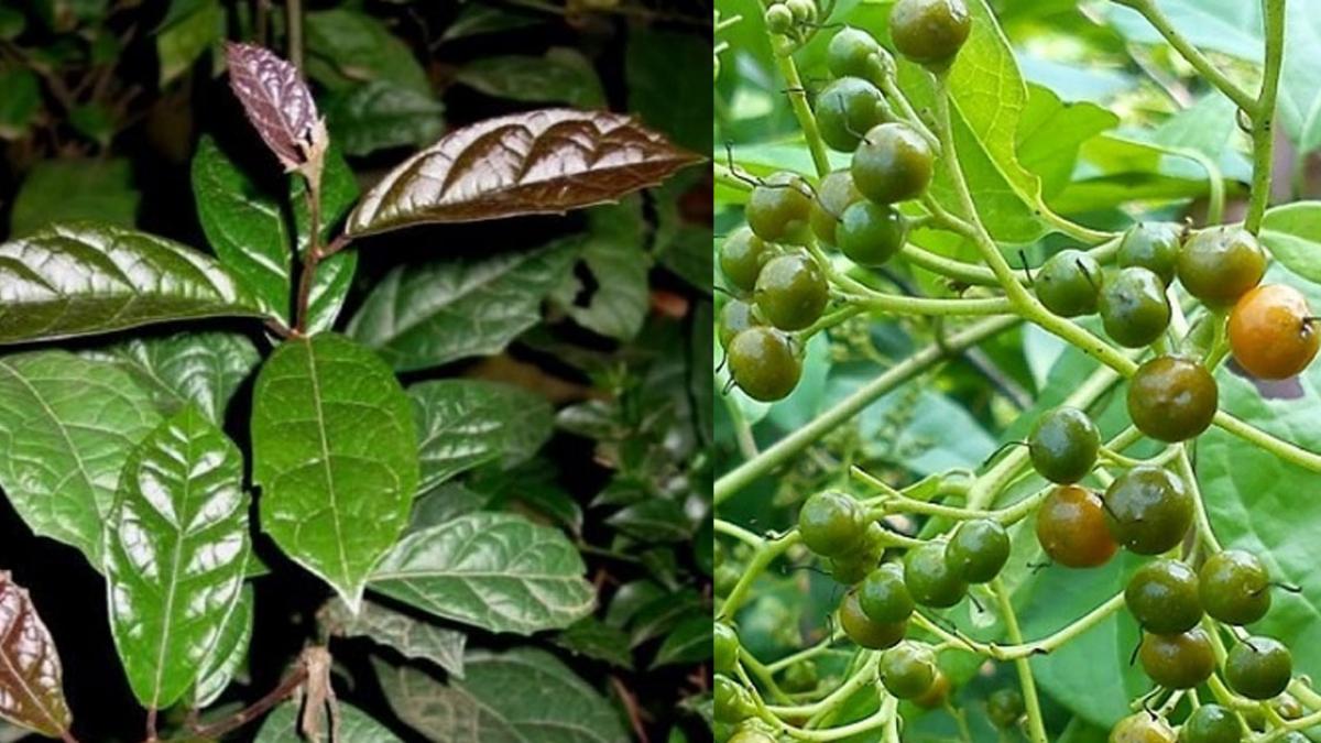 Cây Xạ Đen chữa bệnh gì? Cách trồng và chăm sóc cây xạ đen