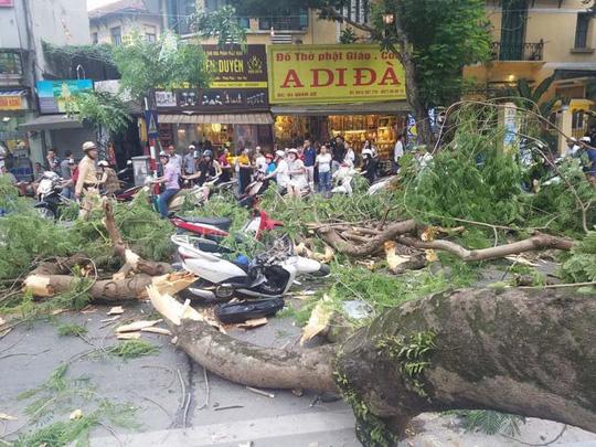 ha noi: cay phuong co thu bat ngo do, de ap len 5 nguoi dang di tren pho - 3