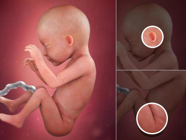 Thai nhi 26 tuần tuổi: Bé có thể tự hít vào và thở ra