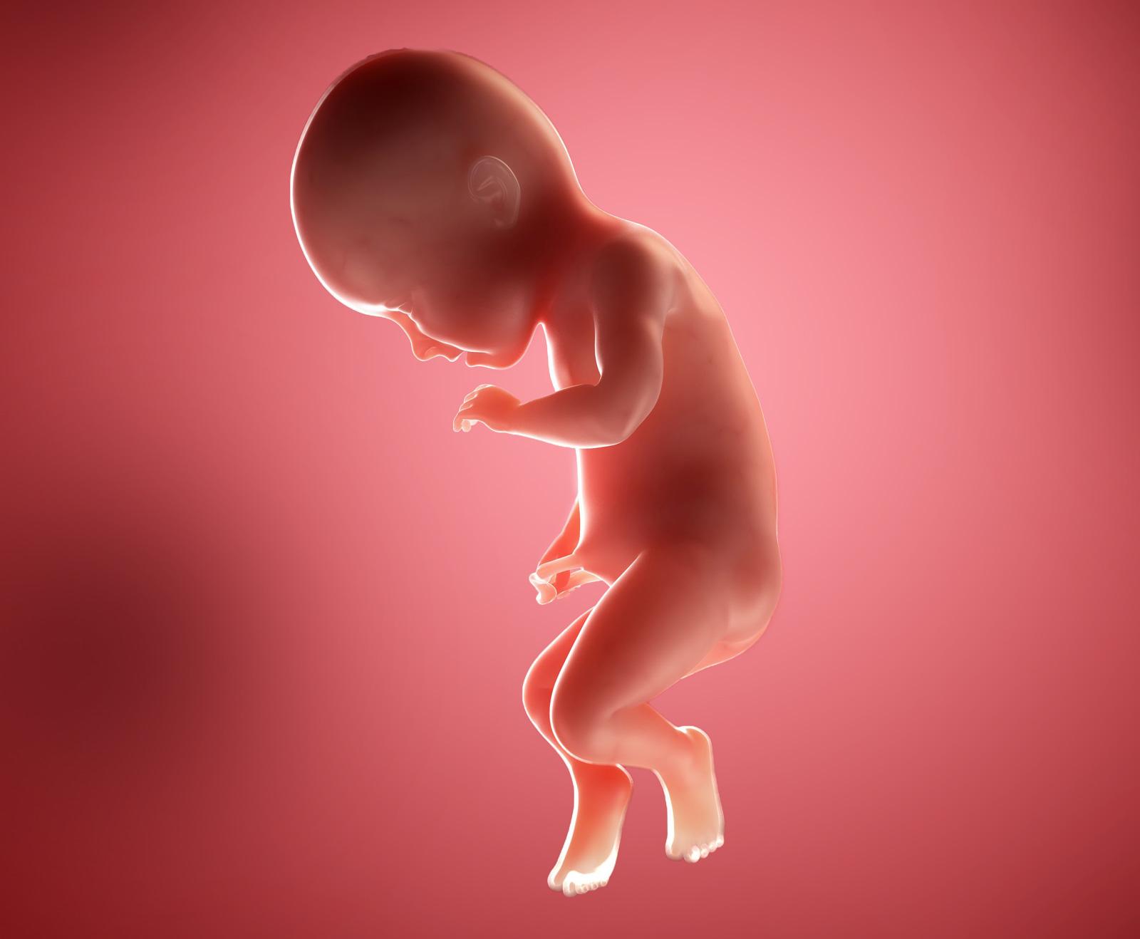 Sự phát triển của thai nhi tuần 34 - 2