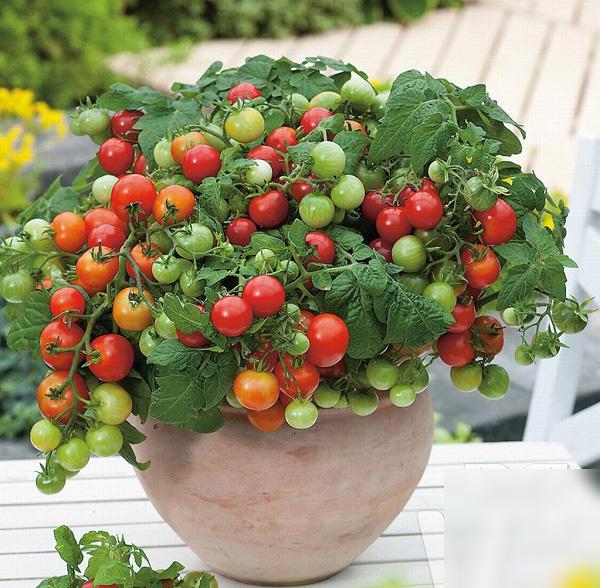 3 cách trồng cà chua trong thùng xốp siêu nhanh lại nhàn tênh, cho hàng trăm quả mỗi mùa - 1