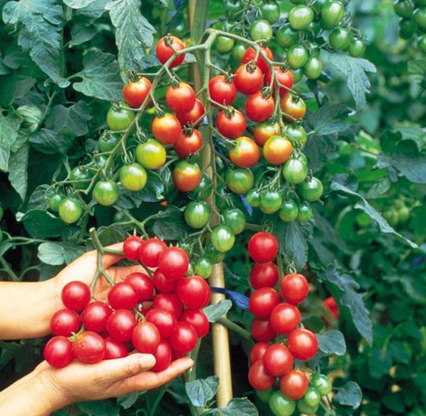 3 cách trồng cà chua trong thùng xốp siêu nhanh lại nhàn tênh, cho hàng trăm quả mỗi mùa - 9