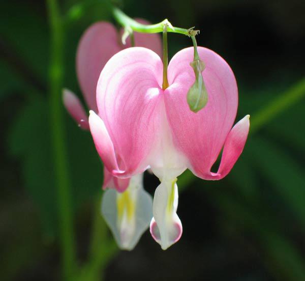 Cách trồng giàn hoa tigon đơn giản nhất, cho hoa nở rộ rực rỡ suốt 4 mùa - 2