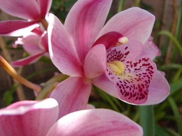 Tên và hình ảnh các loại hoa phong lan đẹp, phổ biến nhất dành cho người mới chơi - 12