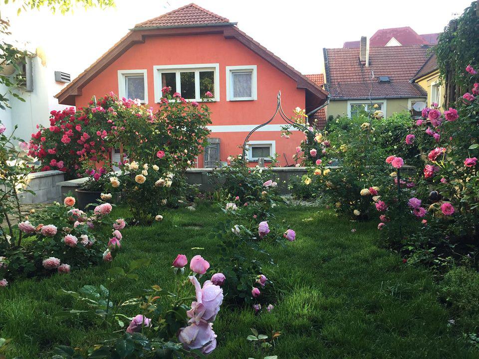 Ai cũng ước được đến thăm khu vườn 250m² nở đầy hoa hồng khủng của ...