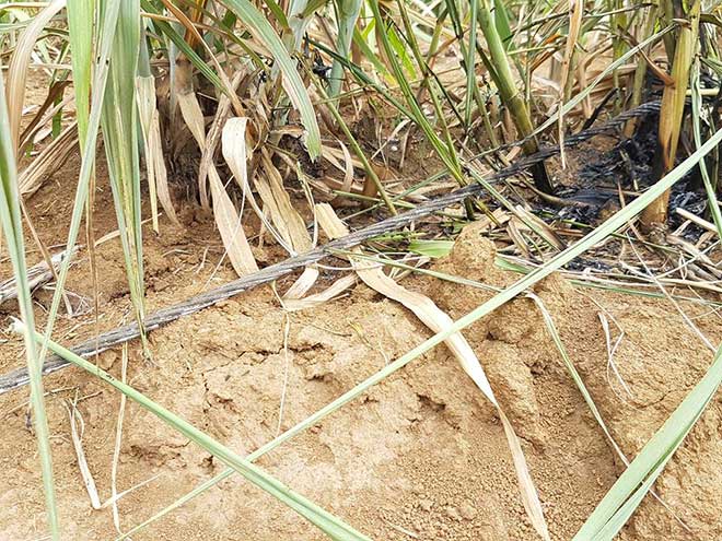 vu 4 nguoi chet, 3 nguoi bi thuong do dien giat: "loi tai nguoi chet" - 1