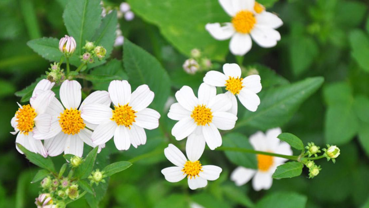 Hoa xuyến chi: ý nghĩa và tác dụng chữa bệnh của hoa cỏ hôi