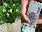 Chọn cây phong thủy hợp ngành nghề, tấn tài tấn lộc tiền ùa về như nước Chọn cây phong thủy hợp ngành nghề, tấn tài tấn lộc tiền ùa về như nước