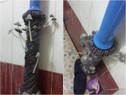 Đỉnh cao của sự lười biếng: Chổi lau sàn mọc nấm, hái “sương sương” cũng được bữa lẩu Đỉnh cao của sự lười biếng: Chổi lau sàn mọc nấm, hái “sương sương” cũng được bữa lẩu