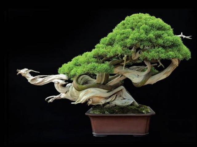 Cây bonsai và các dáng dây có ý nghĩa phong thủy tài lộc