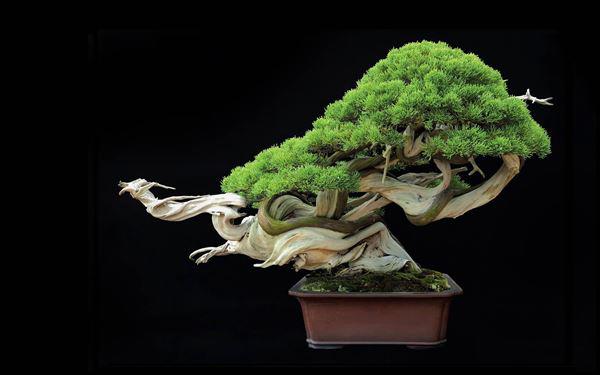 Cây bonsai và các dáng dây có ý nghĩa phong thủy tài lộc - 1