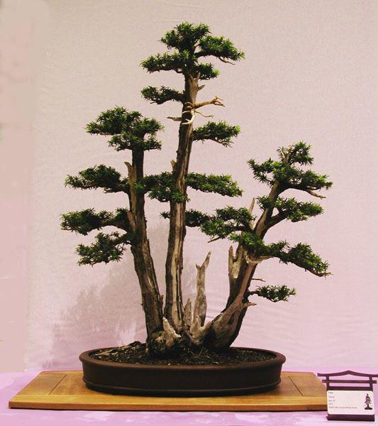 Cây bonsai và các dáng dây có ý nghĩa phong thủy tài lộc - 3
