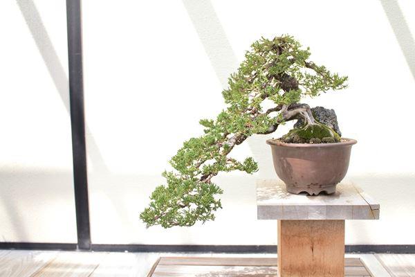Cây bonsai và các dáng dây có ý nghĩa phong thủy tài lộc - 4