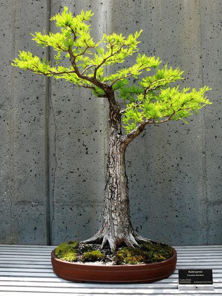 Cây bonsai và các dáng dây có ý nghĩa phong thủy tài lộc - 7