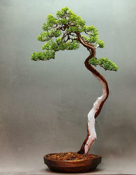 Cây bonsai và các dáng dây có ý nghĩa phong thủy tài lộc - 10