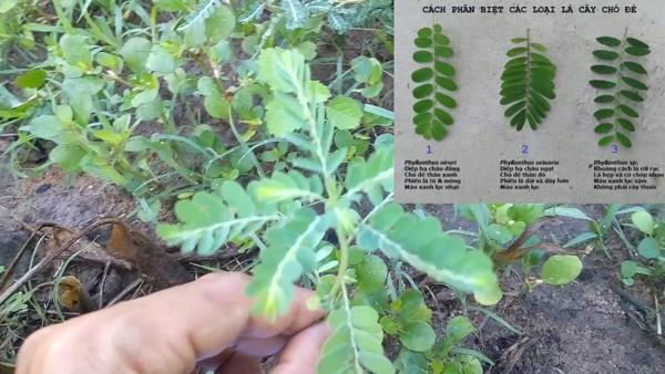 Cây chó đẻ: Đặc điểm, tác dụng và các bài thuốc dân gian - 3