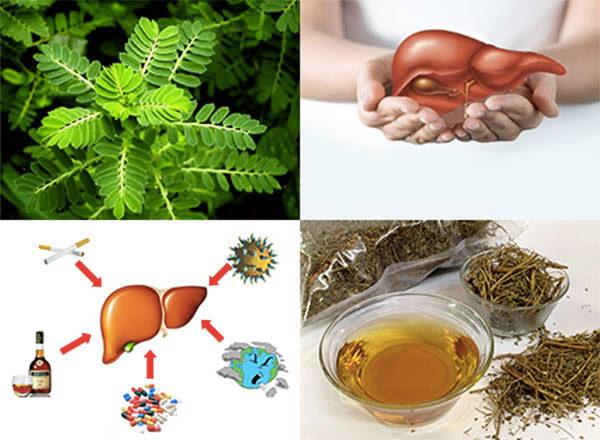 Cây chó đẻ: Đặc điểm, tác dụng và các bài thuốc dân gian - 5