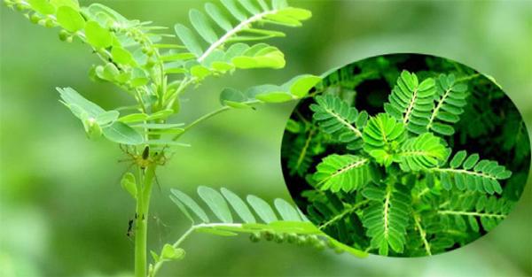 Cây chó đẻ: Đặc điểm, tác dụng và các bài thuốc dân gian - 4