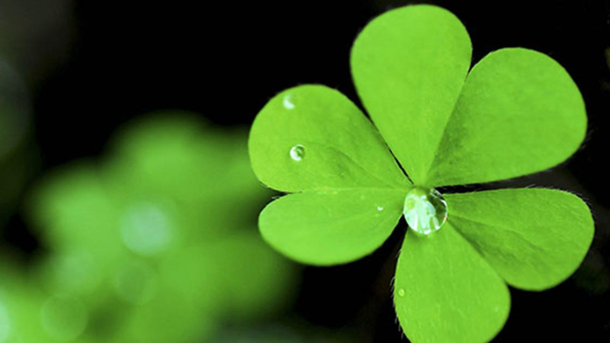 Clover: Characteristics, effects and how to grow