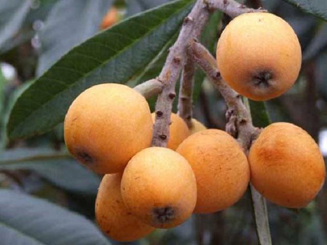 Trồng nhót tây, loại quả lạ lẫm với người Việt, thu hơn nửa tỷ đồng mỗi năm