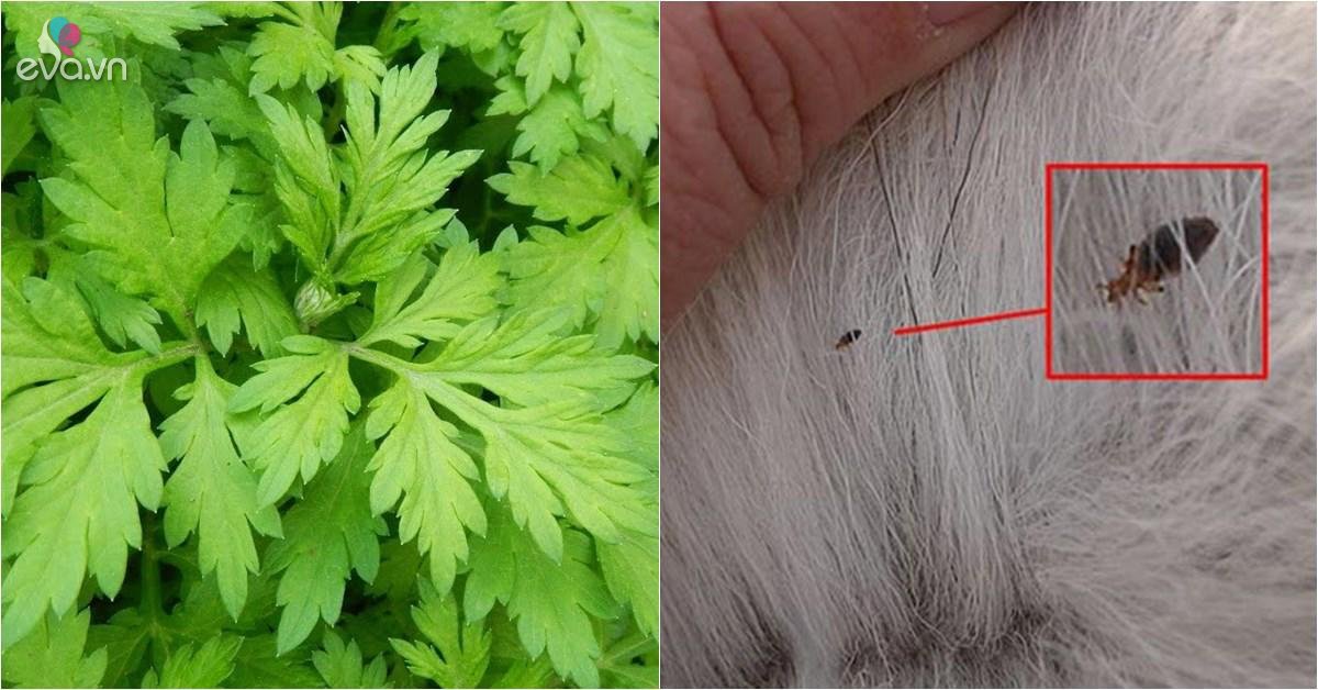 4 Cách trị bọ rệp những ngày mưa ẩm an toàn mà hiệu quả