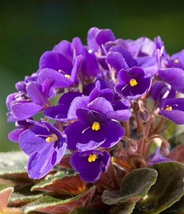 10 loài hoa đẹp nhất thế giới, loài thứ 6 ở Việt Nam mọc đầy, nhà nào cũng có - 10