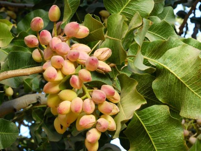 Cây lì lợm trồng 6 năm mới ra quả, giá 600.000 đồng/kg mà ai cũng thích