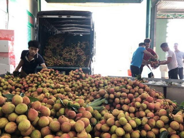 Vải thiều càng vào chính vụ giá càng tăng sốc, lên đến trên 70.000 đồng/kg